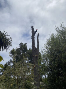 tree trimming