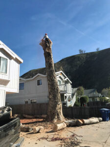 Tree removal