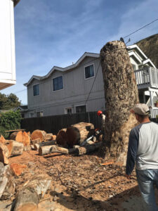 Large Tree Services