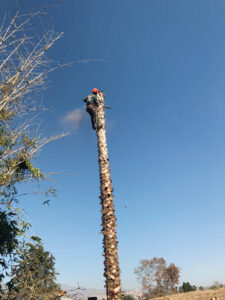 Tree removal