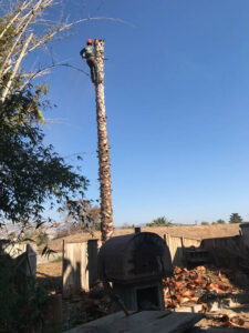 Tree-Removal