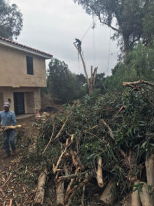 Tree removal