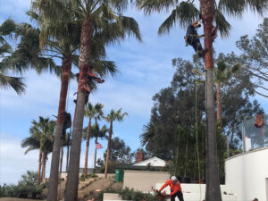 Palm-Tree-Cleanup