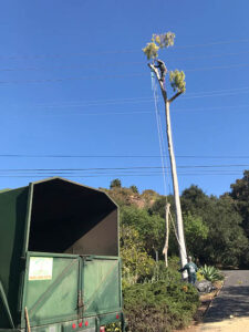 Tree-Removal